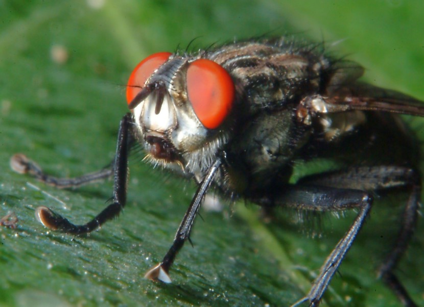 mosca